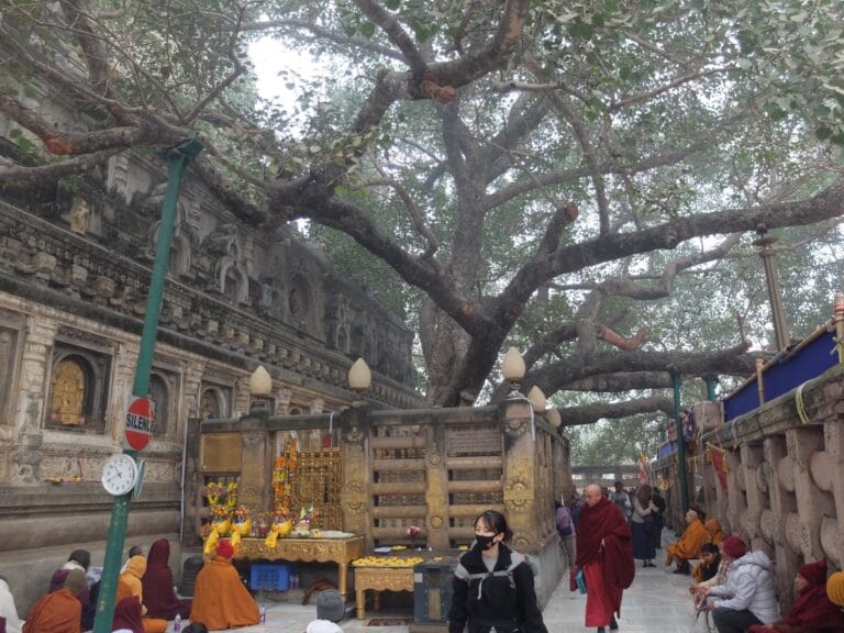 Meditare a Bodhgaya sotto l’albero di Buddha